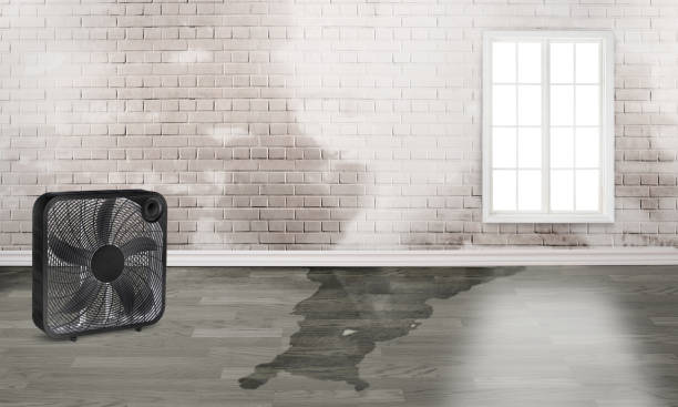 Best Ceiling water damage repair  in East Franklin, NJ